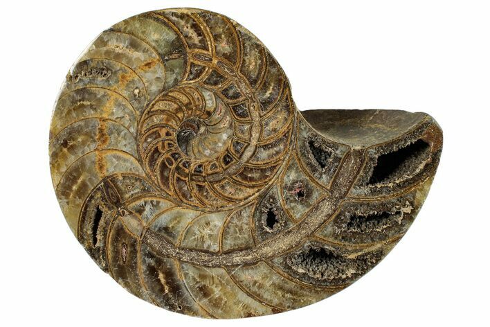 Cut & Polished Jurassic Nautilus Fossil (Half) - Madagascar #289990